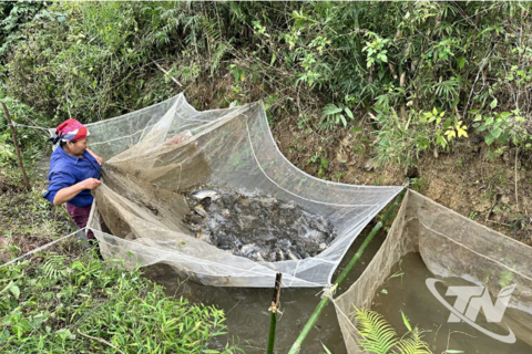 Thu hoạch cá ruộng vùng cao