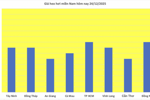 Giá heo hơi hôm nay 24/12/2025: Tăng đồng loạt, lập đỉnh mới