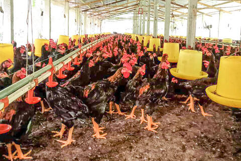 Bước chuyển của ngành chăn nuôi theo hướng bền vững