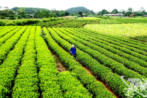 Bản lĩnh nông nghiệp trong gian khó