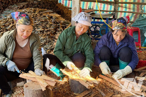 Kinh tế rừng mở hướng thoát nghèo bền vững