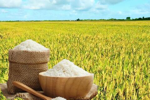 Giá lúa gạo hôm nay ngày 31/12: Thị trường lặng sóng