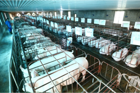 Chăn nuôi duy trì ổn định, chủ động kiểm soát dịch bệnh