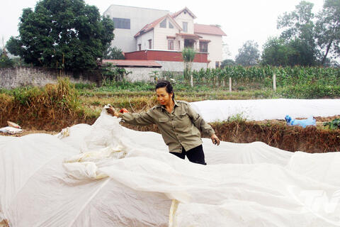 Bảo vệ cây trồng, vật nuôi trong giá rét