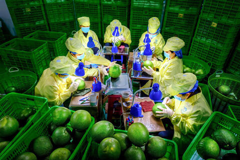 Phát triển vùng chuyên canh bưởi da xanh