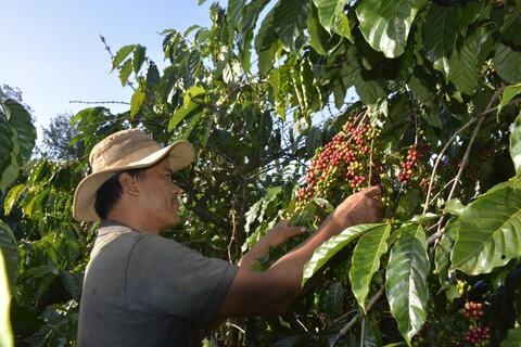 Ðẩy mạnh tái canh hai loại cây công nghiệp chủ lực