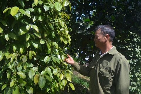 Tăng kiểm soát diện tích cây công nghiệp, cây ăn quả