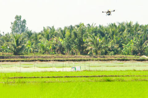 Chủ động phòng trừ chuột gây hại lúa Đông Xuân