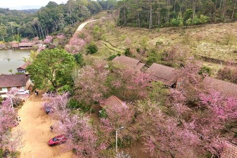 Quảng Ngãi: Măng Đen rực rỡ sắc hồng của mai anh đào