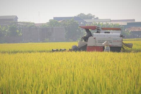 Yêu cầu tái cấu trúc chuỗi lúa gạo năm 2026