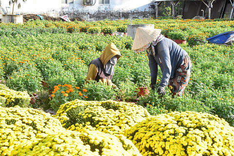 Chợ hoa xuân đã sẵn sàng