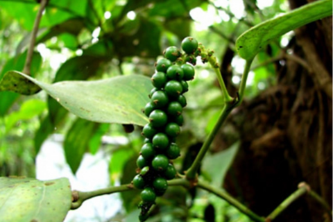 Bản tin nông sản hôm nay (4-2): Giá cà phê đồng loạt giảm, giá hồ tiêu ổn định