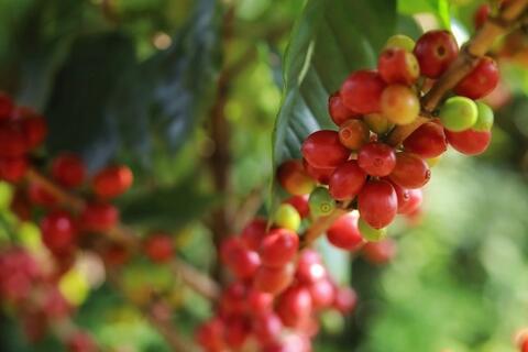 Bản tin nông sản hôm nay (6-2): Giá cà phê giảm mạnh