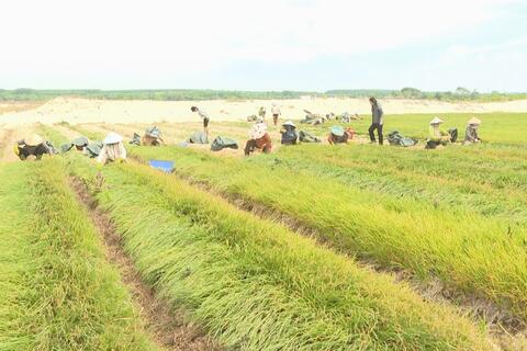 Tết này, dân trồng kiệu Sơn Mỹ thu tiền tỷ