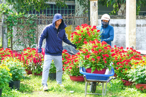 Hoa, kiểng Tết rộn ràng từ vườn ra chợ