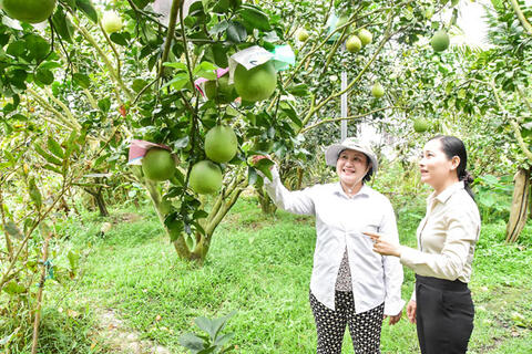 Bưởi chưng Tết được mùa, được giá