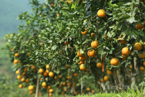 Nhộn nhịp 'thủ phủ' cam bù Hà Tĩnh những ngày giáp Tết