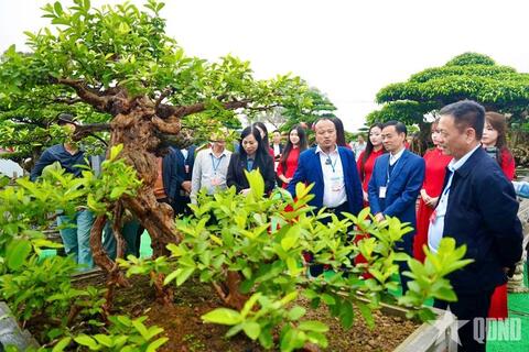 Lễ hội đền thờ Triệu Việt Vương: Đấu giá tác phẩm sinh vật cảnh hàng trăm triệu đồng