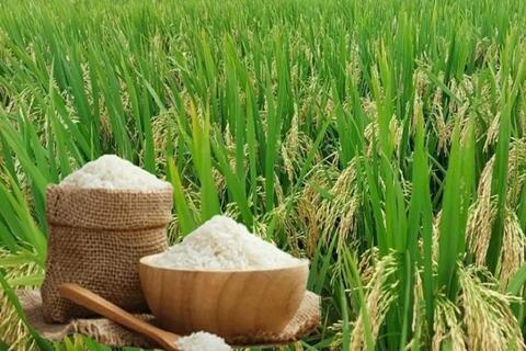 Bản tin nông sản hôm nay (25-2): Giá cà phê giảm, giá hồ tiêu tăng