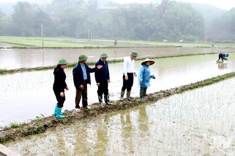 Khẩn trương xuống đồng sản xuất vụ xuân