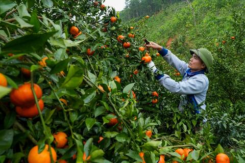 Nông sản sạch trên đất La Hiên