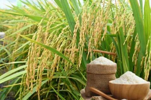 Giá lúa gạo hôm nay ngày 26/2/2026: Gạo xuất khẩu giảm nhẹ