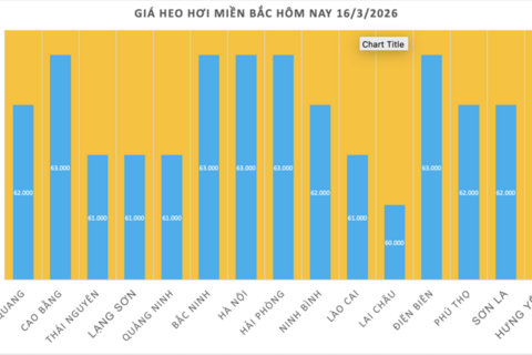 Giá heo hơi hôm nay 16/3/2026: Cao nhất đạt mốc 66.000 đồng/kg