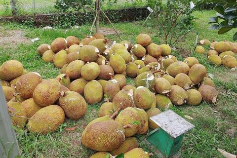 Giá mít Thái tại Đồng Tháp giảm mạnh, chỉ còn vài nghìn đồng/kg