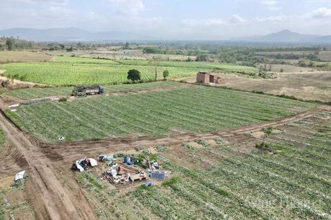 Dưa hấu Gia Lai 'được mùa mất giá', nông dân gồng mình bán lỗ