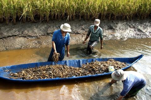Sinh kế Đồng bằng sông Cửu Long trước “vòng xoáy” di cư