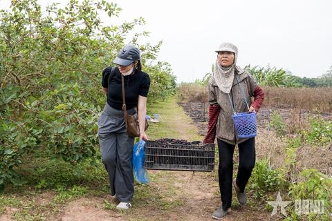 Ngoại thành Hà Nội nhộn nhịp mùa dâu tằm chín đỏ
