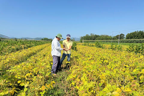 Quảng Ngãi: Trồng đậu nành theo chuỗi liên kết, nông dân khấm khá