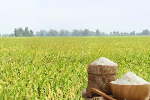 Giá lúa gạo hôm nay ngày 15/4: Thị trường ít biến động