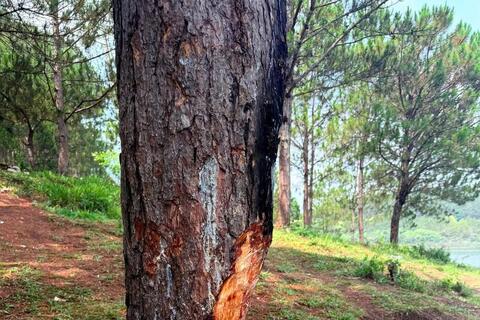 Báo động nạn đẽo cây thông, xả rác tại khu vực hồ Tuyền Lâm Đà Lạt