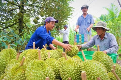 Đồng Tháp: Tìm lời giải đầu ra cho ngành hàng sầu riêng