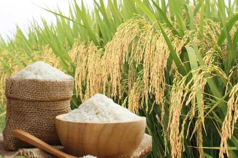 Giá lúa gạo hôm nay ngày 19/6/2026: Lúa tươi đồng loạt giảm