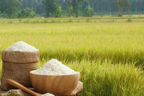 Giá lúa gạo hôm nay ngày 20/6: Gạo thơm Jasmine tăng 2.000 đồng/kg