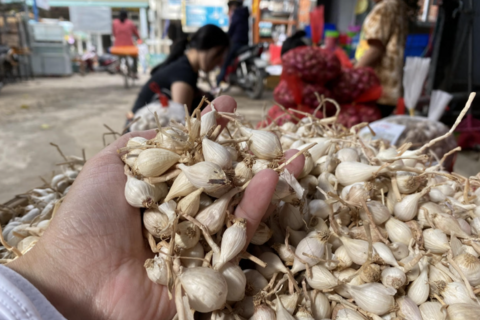 Quảng Ngãi lấy khoa học công nghệ và chuyển đổi số để nâng cao chất lượng, giá trị của sản phẩm dược liệu