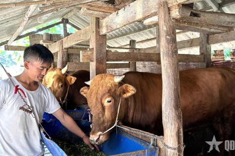 Thò Mí Xá – Bí thư người Mông gieo niềm tin trên miền đá núi