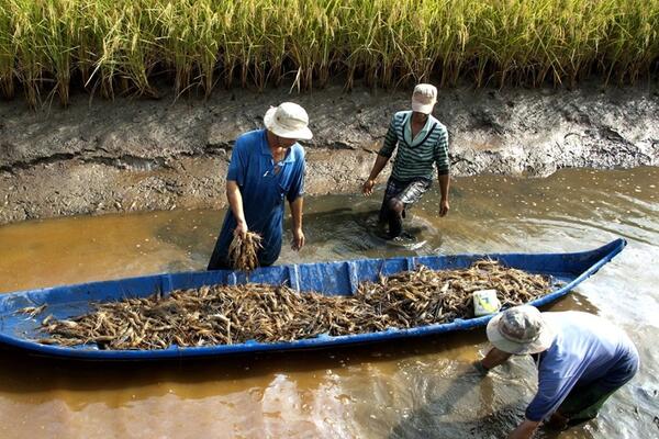 Sinh kế Đồng bằng sông Cửu Long trước “vòng xoáy” di cư