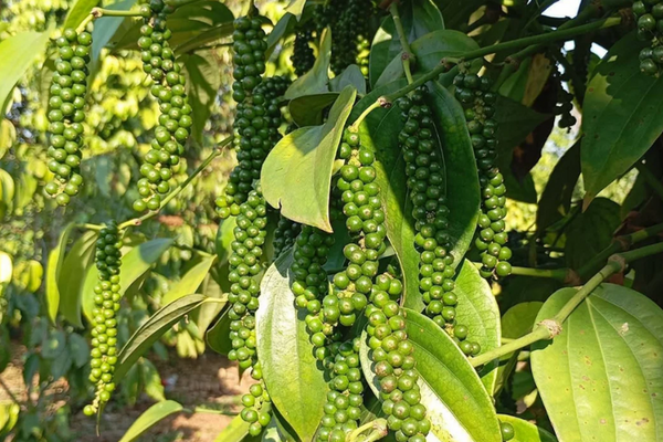 Giá nông sản hôm nay 7/4/2026: Sầu riêng Thái tăng trở lại; dứa trái vụ vào mùa