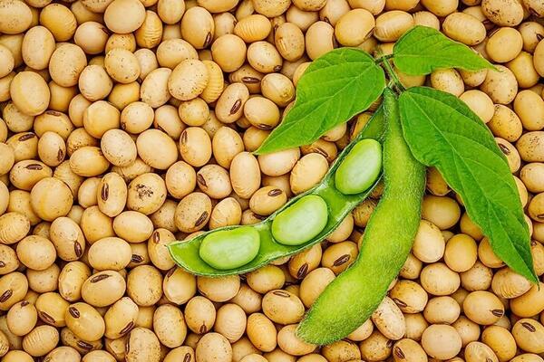 Giá đậu tương bật tăng lên cao