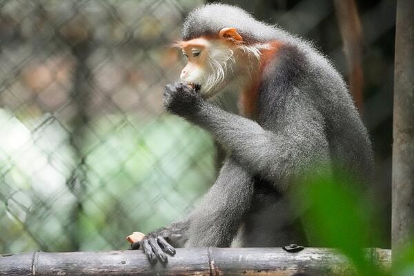 Hành trình hồi sinh “nữ hoàng linh trưởng” của rừng xanh