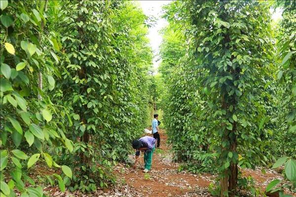 Bản tin nông sản hôm nay (24-6): Giá hồ tiêu tăng nhẹ
