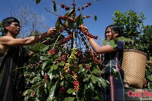 Nông nghiệp tái sinh mở lối cho cà phê đáp ứng EUDR và giảm phát thải