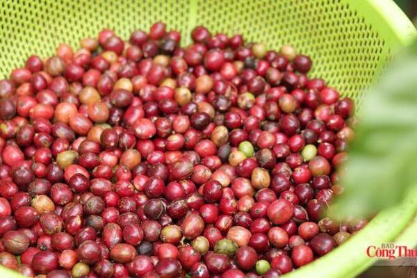 Giá cà phê thế giới đồng loạt giảm, thị trường chịu nhiều sức ép