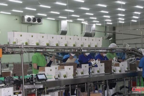Vĩnh Long: Khuyến công sát thực tiễn, triển khai hiệu quả chính sách hỗ trợ