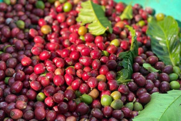 Bản tin nông sản hôm nay (18-8): Giá cà phê bật tăng trở lại, giá hồ tiêu đi ngang