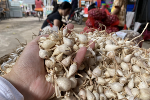 Quảng Ngãi lấy khoa học công nghệ và chuyển đổi số để nâng cao chất lượng, giá trị của sản phẩm dược liệu