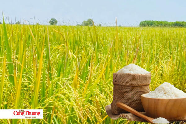 Giá lúa gạo hôm nay ngày 15/9: Lúa tươi đồng loạt giảm